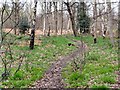 Footpath through Greno Wood