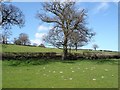 Llannefydd fields