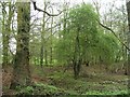 Woodland looking south from Woodfield Lane