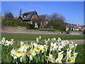 Daffodils on Springfield Road, Aberdeen