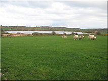 SH3490 : Sheep pasture near Llyn Llygeirian by Phil Williams