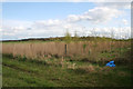 Farmland and New Trees near Markfield