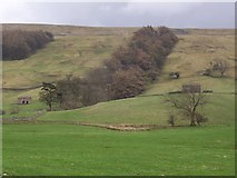 SD9783 : Skell Gill Plantation by Chris Heaton