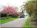 Tractor and Cherry Blossom