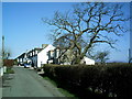 Tree and Houses