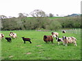 Sheep grazing near Wootton Fitzpaine