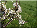 Blackthorn in flower