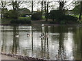 The Lake, Acton Park, Wrecsam