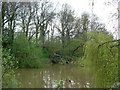 A Pond in Parrock Lane, Upper Hartfield