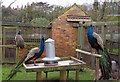 SY9992 : Peacock Enclosure, Upton Country Park by John Lamper