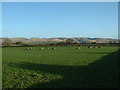 Stone Circle, near Orton