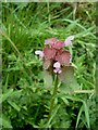 Red Dead Nettle