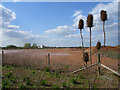 Sand pit at Hedgerley