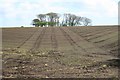 SW7631 : Sown and Rolled by Tony Atkin