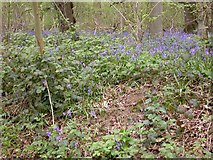 TL0666 : Bluebells in Swineshead Wood by Kokai
