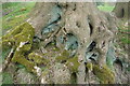 Lichen and moss on tree roots