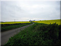 Oilseed rape near Winterborne Anderson