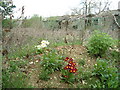 Primroses and old sheds