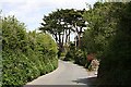 Pine Trees by the Road