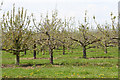 Oake: orchard at Hillcommon