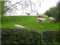 Cattle in a field, Denstone