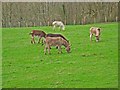 Donkeys at Balmesh