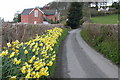 Daffodils by Pen-aran Cottage