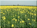 Oil seed rape field