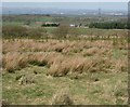 Tree planting in rough moorland