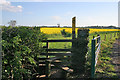 Through the rape field