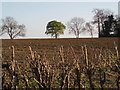 SP6382 : Farmland near Husbands Bosworth by Stephen McKay