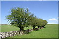 Dry Stone Wall on the Mendips