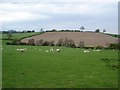 Denbigh fields