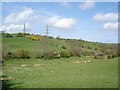 Fields near Codau Mawr