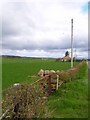 Roadside hedge on the B7085