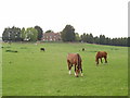 Horses grazing at Trumps Farm