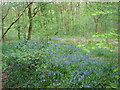 Bluebells in Dog Kennel Wood