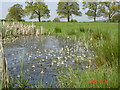 Water violets in pond at Tilston