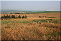 Heathland on Morridge Top