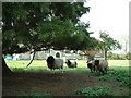 Surly sheep, Slapton churchyard