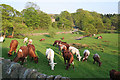 Lovelane Bridge, Peak District National Park