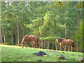 Horses at Bilberryhill