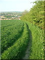 Footpath beside a hedge, Upper Hopton