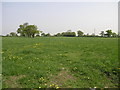 Fields and Trees