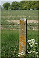 Lichen post at edge of field