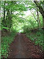 Track through the woods, Halton