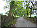 Avenue of beeches, Pale Lane, Carleton-in-Craven, Yorkshire