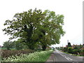 Oak & Black Poplar