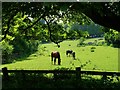 Paddock near the hunt kennels