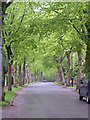 Leafy suburban street